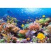 koralove-ryby